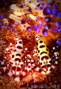 A pair of Coleman Shrimp-Lembeh by Richard Goluch 